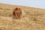CHIEN FINNOIS DE LAPONIE 232